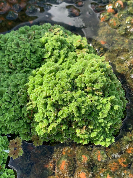 Azolla